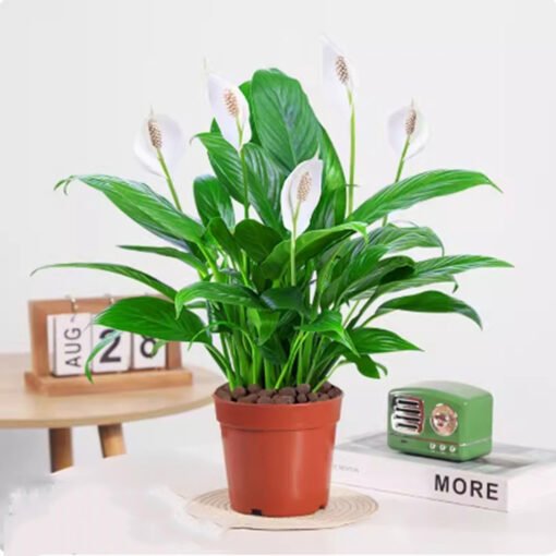 Easy to grow, high germination rate Peace Lily Plants - Image 6
