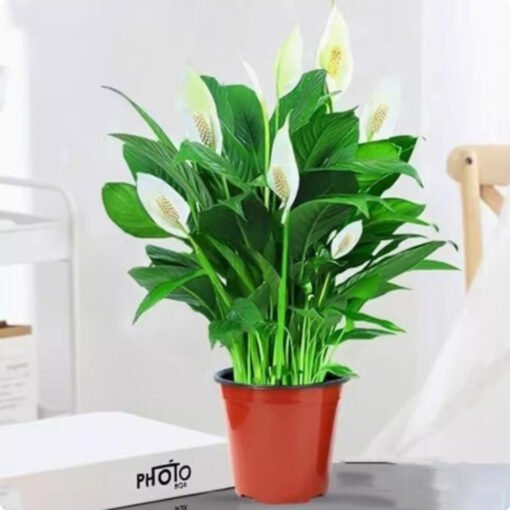 Easy to grow, high germination rate Peace Lily Plants - Image 3