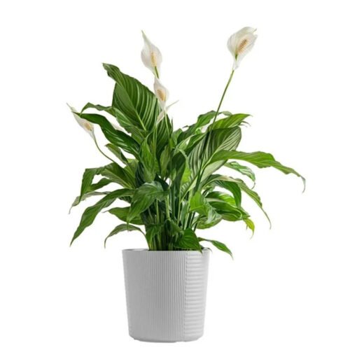 Easy to grow, high germination rate Peace Lily Plants - Image 5