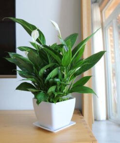 Easy to grow, high germination rate Peace Lily Plants